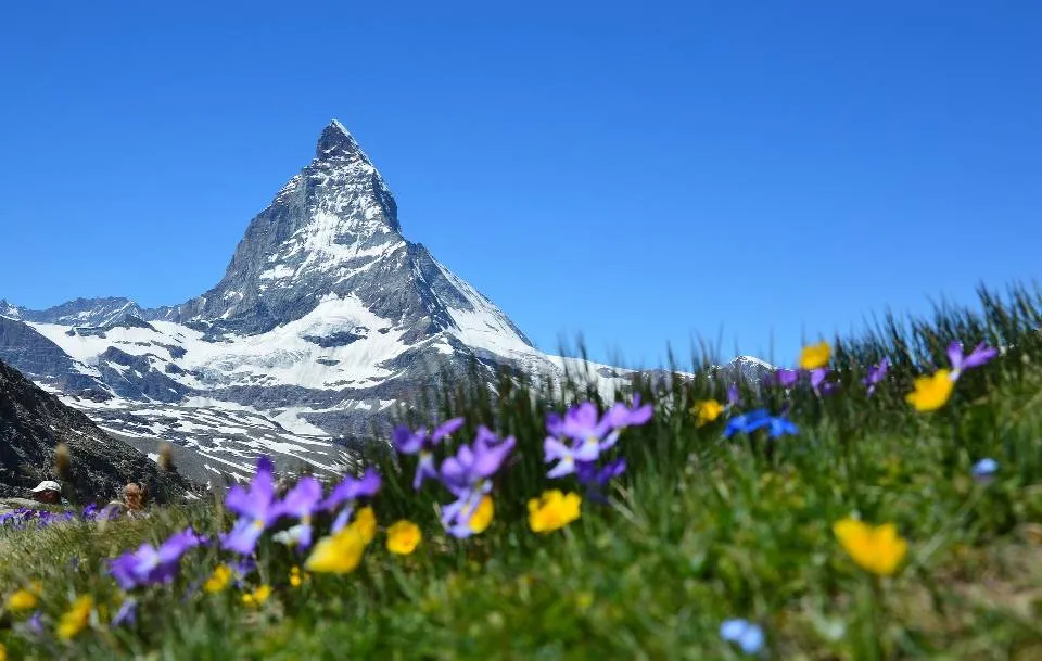 Mont Cervin et près de fleurs