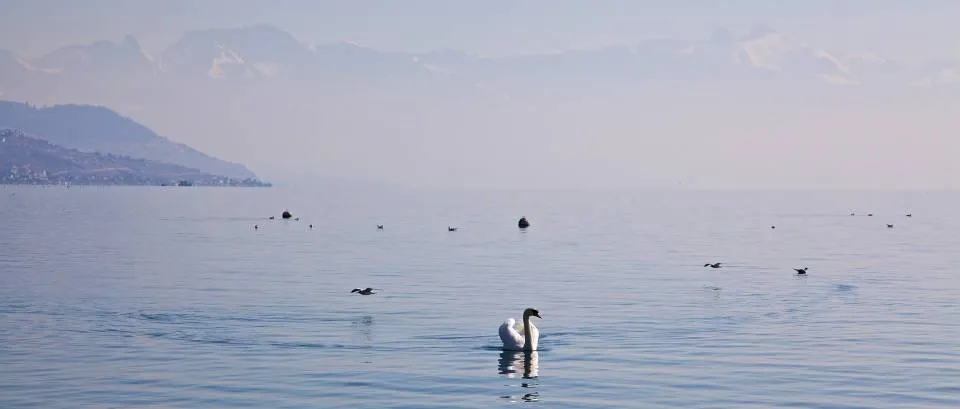 Faune du lac Léman